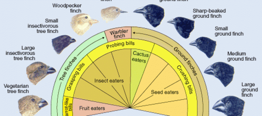 Returning To Darwin’s Finches: A Genetic Explanation For His ...