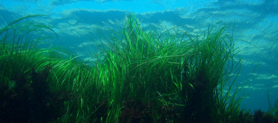 plants-protecting-against-pathogens-seagrass-meadows-clean-the-waters