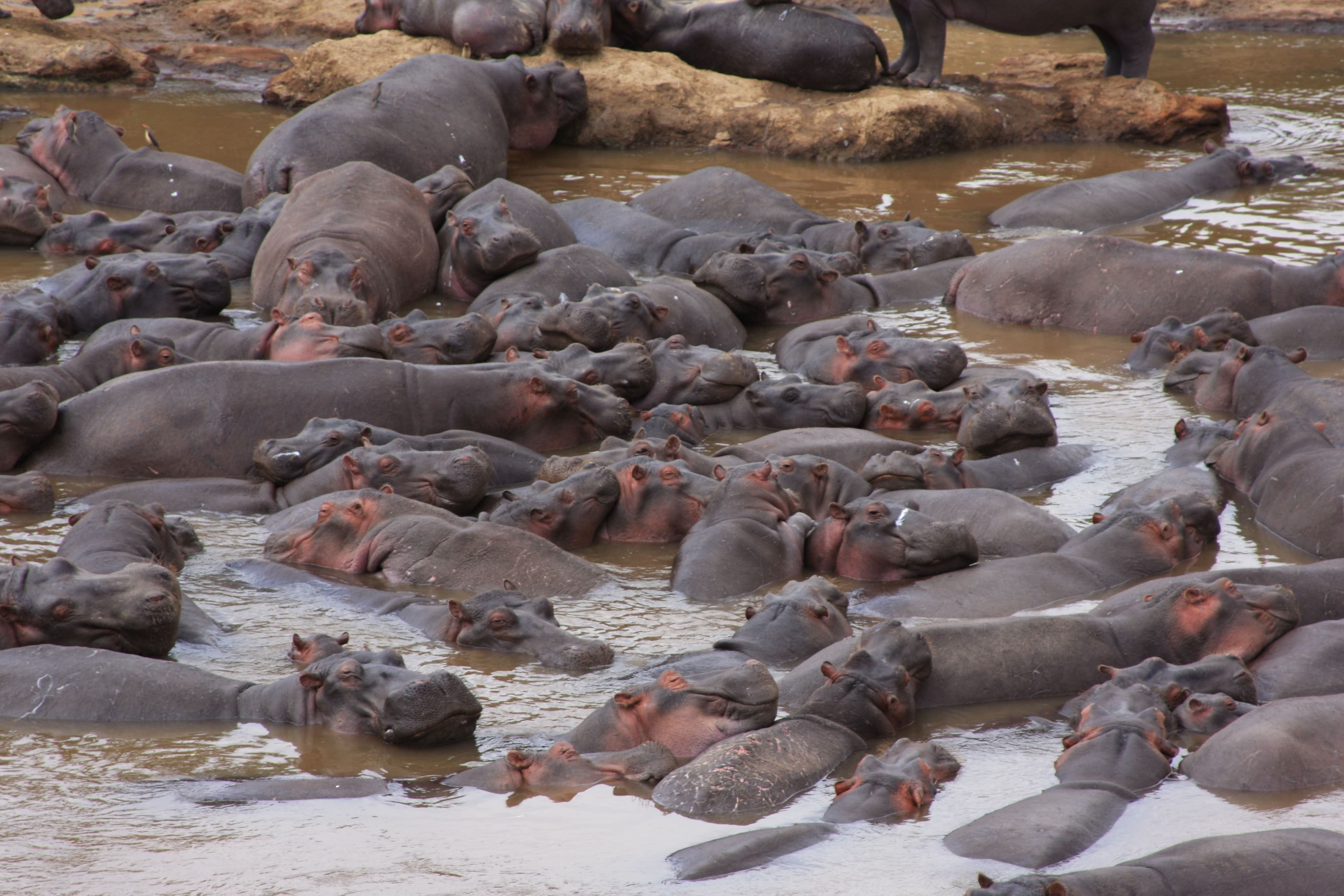 hippopotami-as-engineers-yale-scientific-magazine