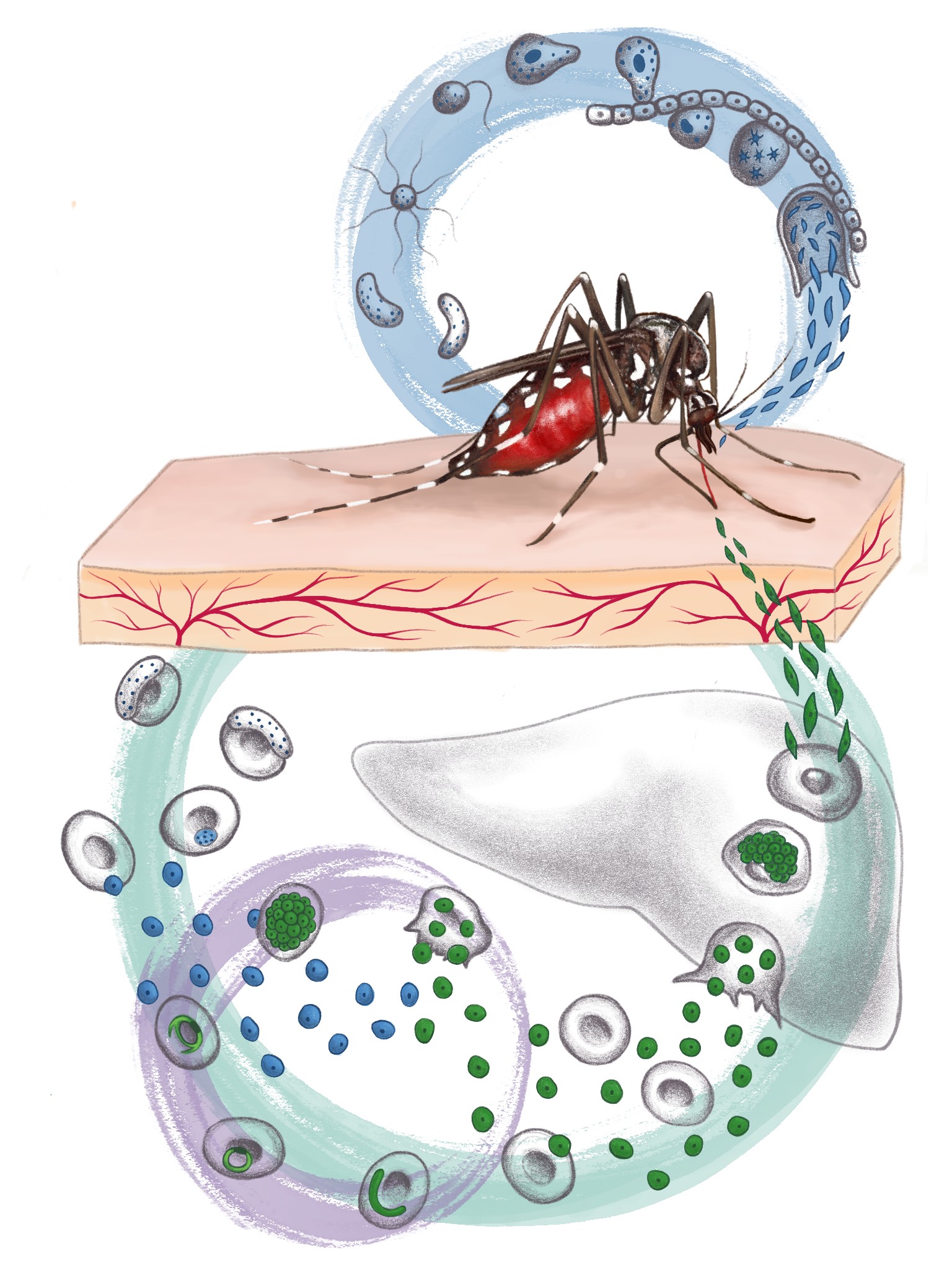 how-to-starve-a-parasite-exploring-the-relationship-between-host