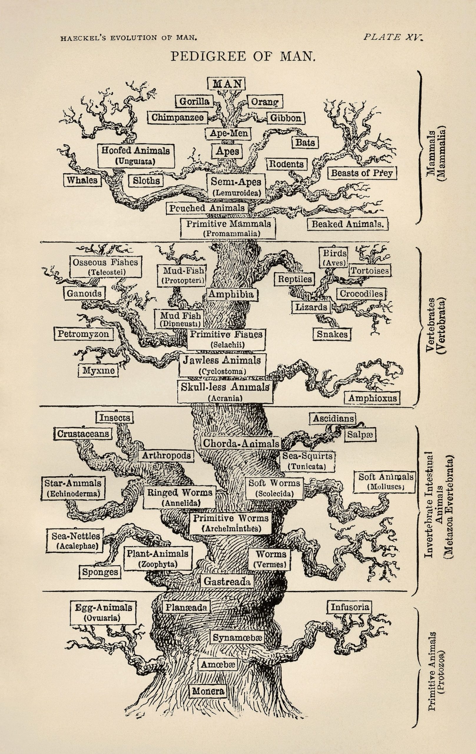 understanding-phylogeny-uncertainty-in-the-mammal-tree-of-life-yale