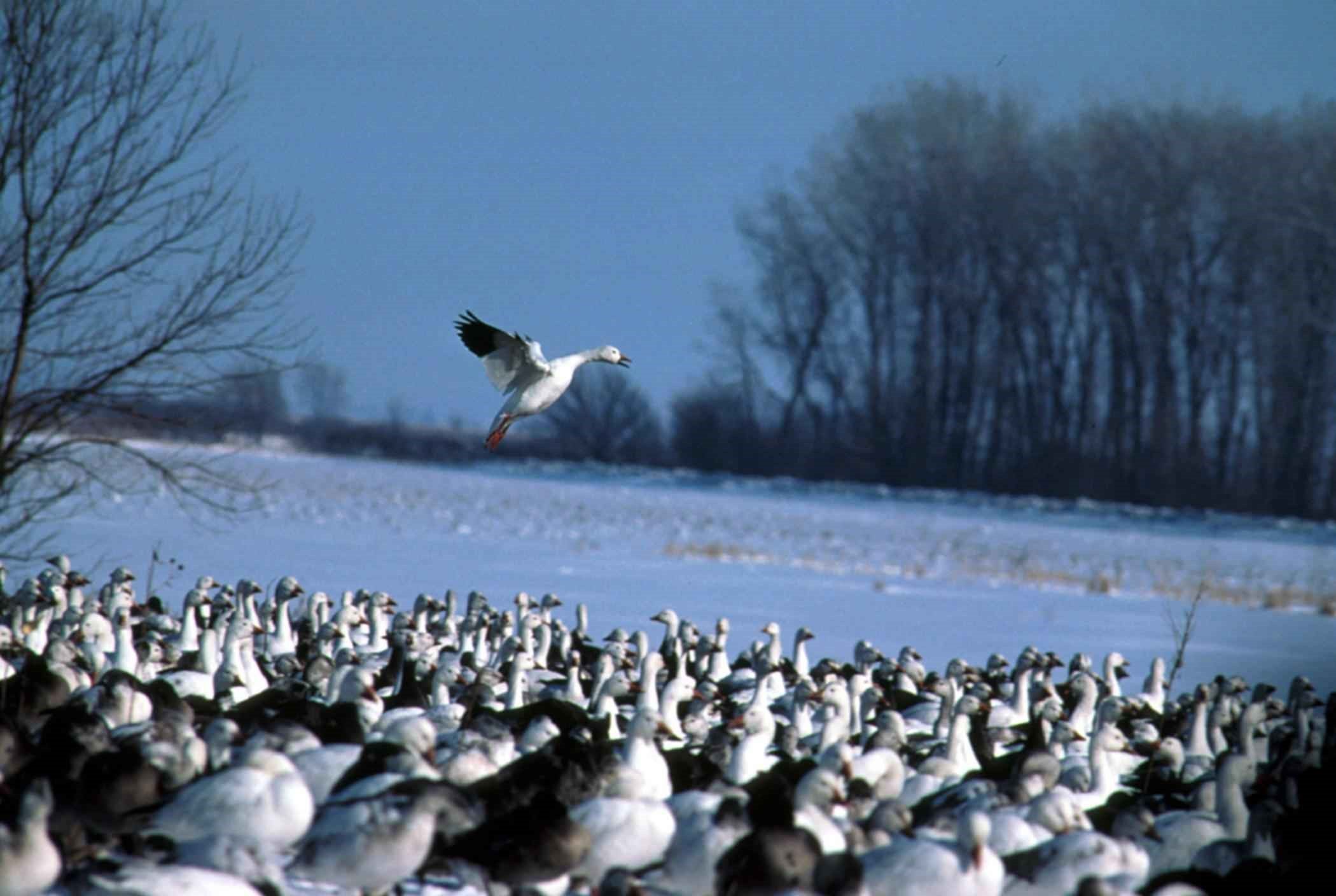 reconstructing-past-bird-migration-helps-us-plan-for-earth-s-climate