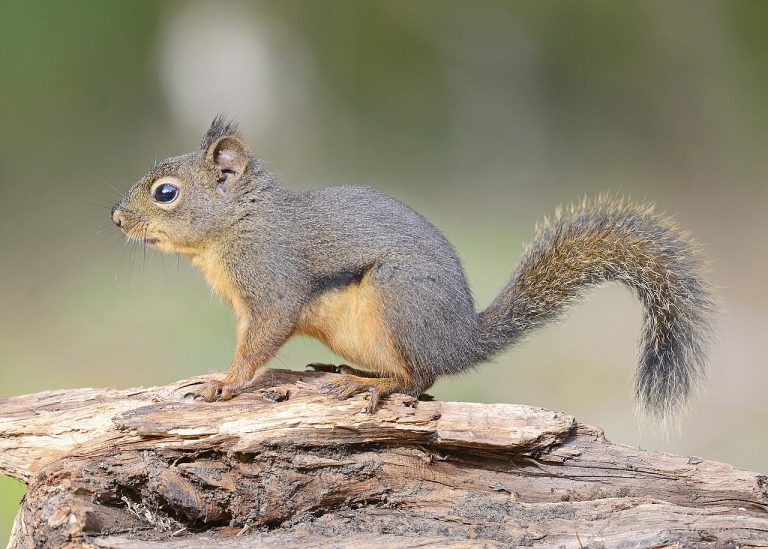 Not-Dehydrated Squirrels: How Hibernating Squirrels Stay Hydrated ...