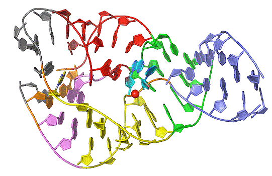 Divide and Conquer: Sequencing two types of RNA in a single cell | Yale