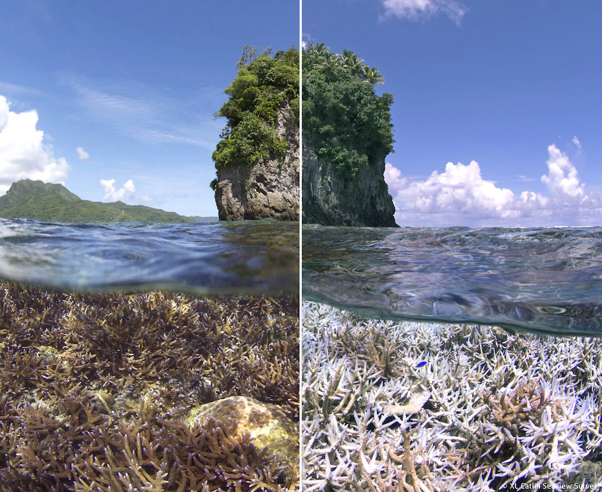 Documentary Review: Chasing Coral – Yale Scientific Magazine