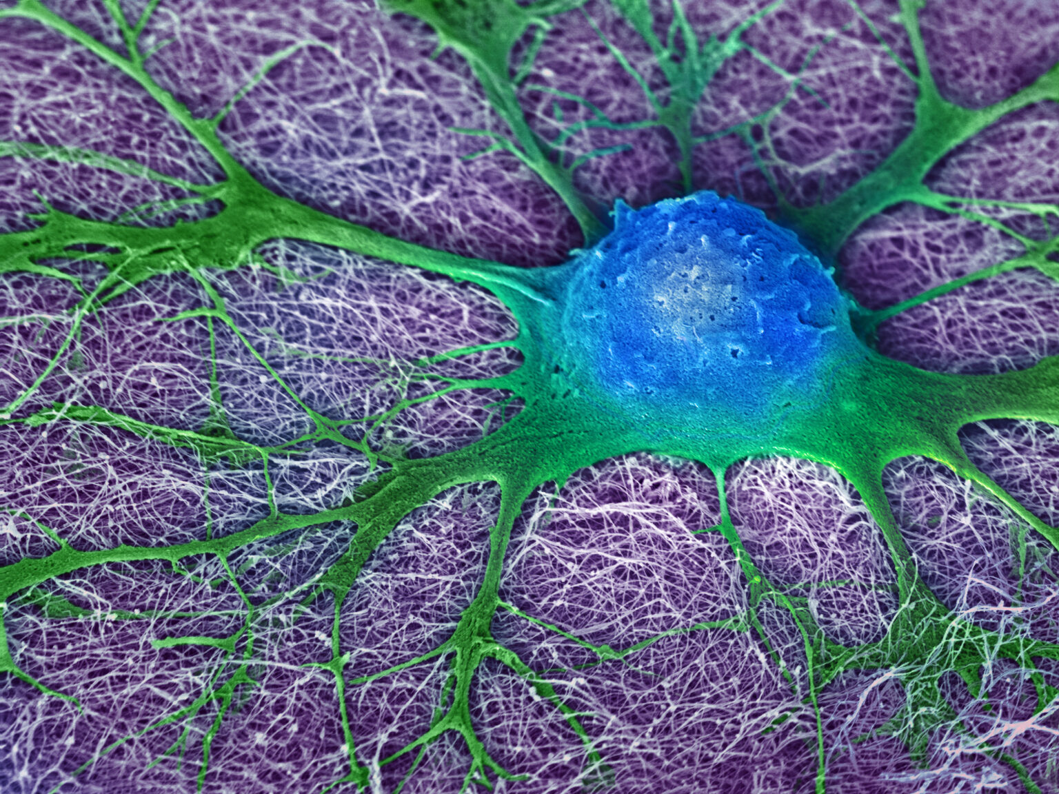 Understanding the Potential of Neural Stem Cells: An analysis of cell ...