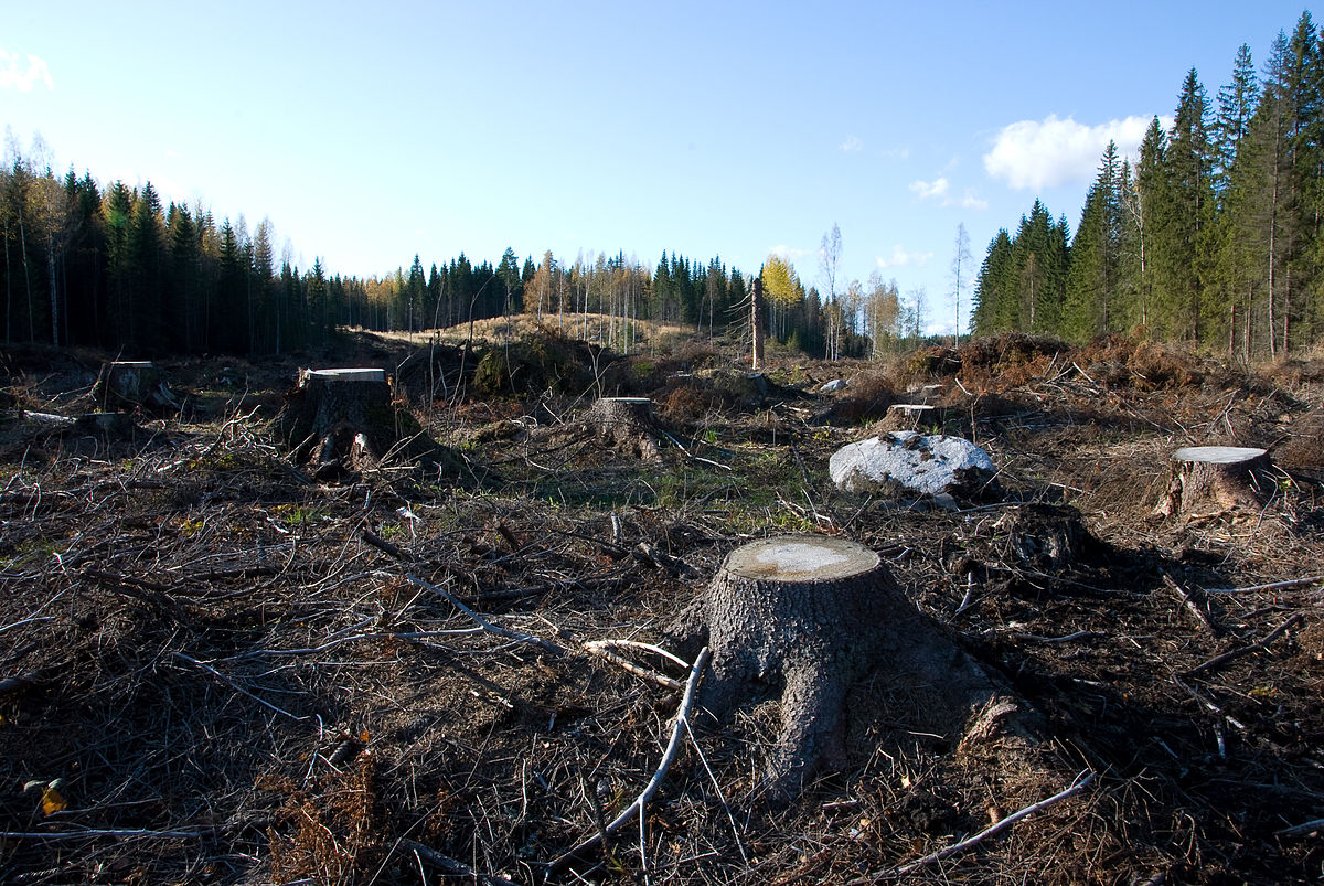 forests-of-the-future-yale-scientific-magazine