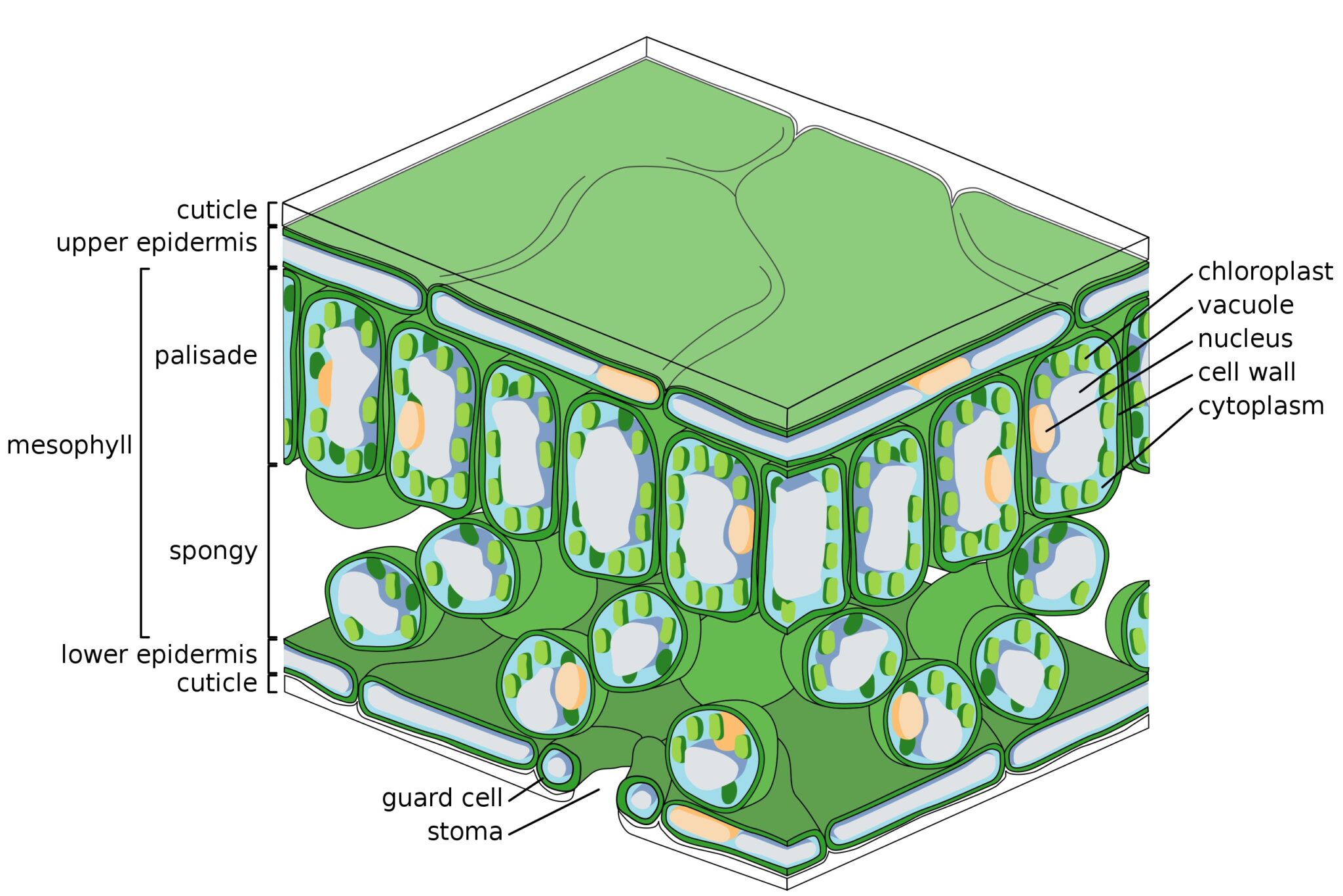 turning-over-a-new-leaf-yale-scientific-magazine